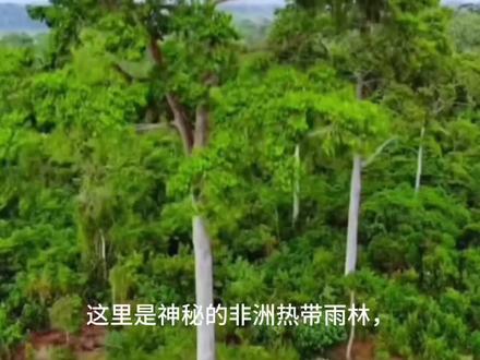 谁懂啊!这蛇走直线,比乌龟还慢#动物科普#蛇