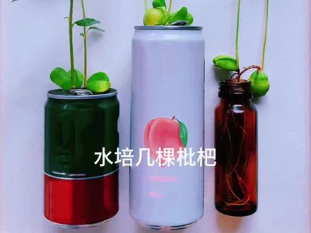 水培枇杷🌱枇杷核别扔🌱0难度养成手握枇杷
又到了吃枇杷的季节,枇杷的果核很容易发芽,带大的周期也比较短,很适合新手朋友
例牌分享水培攻略:
1⃣️挑新鲜的枇杷,取核
2⃣️枇杷核泡水3天,轻松剥掉褐色皮膜,得到像极了大蒜头的去膜枇杷种
3⃣️湿纸巾催芽,用湿纸巾裹住果核,容器口覆保鲜膜保湿,保鲜膜扎孔适量透气,7天发根,10天根长2-4cm即可转水培
4⃣️水培选小口容器,根挂瓶口,根尖触水,并保持水位
5⃣️水培后5天发芽,15天叶片舒展,20天收获手握枇杷
🏡你也试试吧?关注我,一起解锁更多品“植”生活@格格头
#那些花儿氛围感大片 #水培枇杷 #爱生活爱养花 #我家的绿植 #枇杷