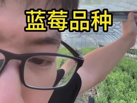 蓝莓品种选择 新手建议选择绿宝石和法新#蓝莓 #爱生活爱养花 #蓝莓种植