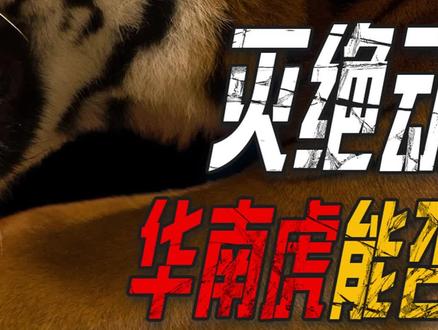 被宣布灭绝的动物都再次出现,那野生华南虎,什么时候会出现呢? #科普 #华南虎