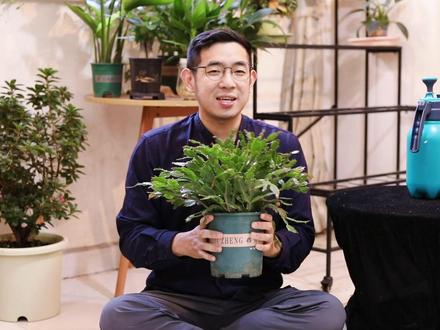 蟹爪兰怎么养? 园艺师教你,蟹爪兰的详细养护技巧#养花