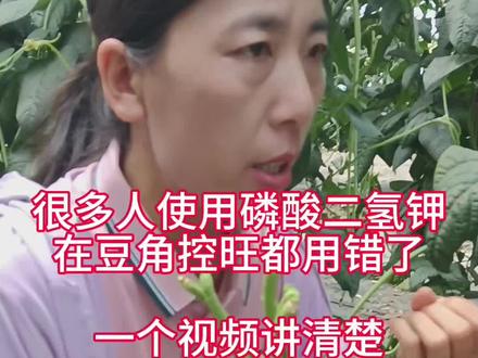 #血玲珑叶面肥 #张慧专攻豆角高产 #乐途5号 ##磷酸二氢钾控旺 ,很多人使用磷酸二氢钾在豆角控旺,使用掌握不着造成的伤害。