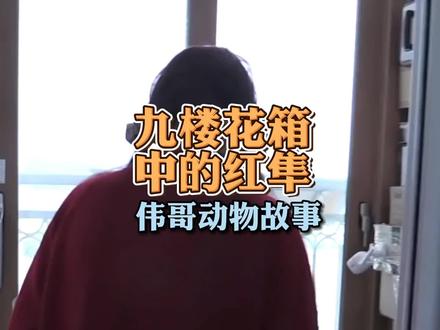 九楼阳台的花箱中,一对红隼筑巢抚育后代,它们能否顺利出巢呢?#鸟类 #动物世界