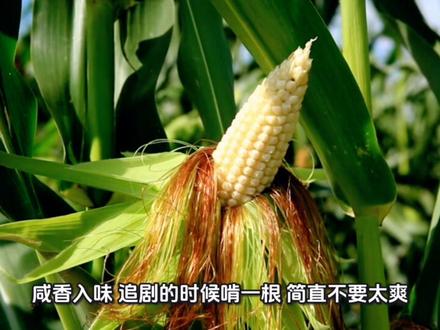 玉米的N种神仙吃法!从水煮到芝士焗,每一种都香到跺脚!学会再也不用愁玉米怎么吃~ #玉米的吃法 #美食教程 #家常菜 #好吃到停不下来 #玉米的做法