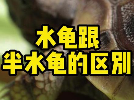 那些龟是水龟?哪些龟是半水龟?#草龟 #巴西龟 #半水龟 #乌龟 #养龟日常 #龟龟🐢 #萌宠