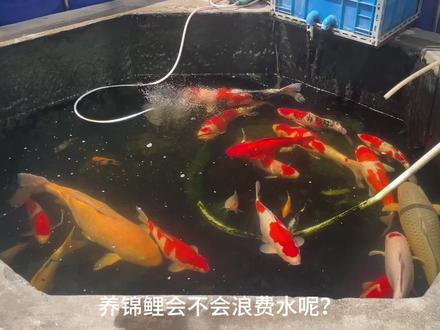 养锦鲤不浪费水,比较浪费水费。#锦鲤 #锦鲤鱼池 #锦鲤水花 #养鱼日记