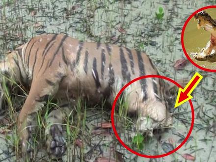 老虎被鳄鱼一口咬死,真相竟是........ #大猫 #老虎 #猫科动物 #东北虎 #野生动物