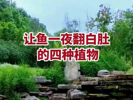 牢记这4种植物让他们远离池塘,否则你会倾家荡产~#水产养殖 #四大家鱼养殖 #高密度养殖 #水产人 #来抖音