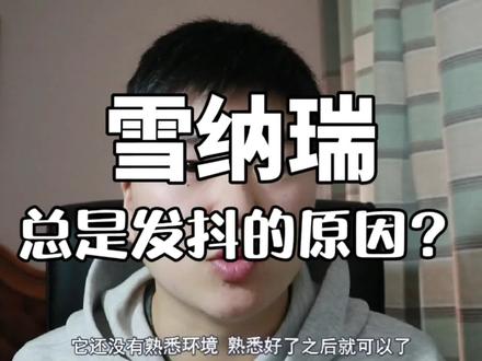 雪纳瑞总是发抖的原因?#雪纳瑞 #雪纳瑞日常 @抖音小助手