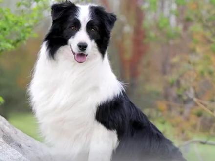 马犬和边牧,谁更优秀?#精品马犬 #边牧