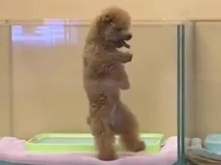 适合新手养的四种小型犬@抖音小助手 @DOU+小助手 #萌狗 #萌犬 #狗狗 #新手养狗 #适合新手养的狗狗