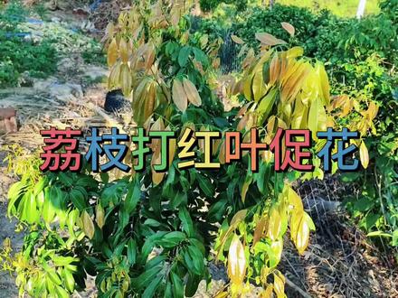 荔枝树12月中旬还长着大红叶,来年还能来花吗,应该如促花。#种植小技巧 #新农人计划 #盆栽 #花园生活 #荔枝促花