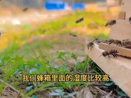 最近我好多蜂友问蜂箱有水怎么回事?#每天分享养殖技术和经验 #中蜂养殖 #农村养蜂人