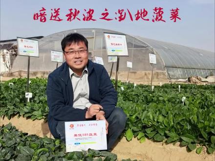 暗送秋波之趴地菠菜:中国火锅店的宠儿“笨菠菜”