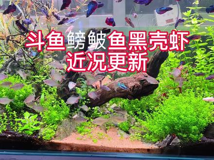 泰国半月斗鱼、高体鳑鲏鱼原生鱼、黑壳虾混养水草缸,近况更新了 #水草缸 #养鱼日记 #草缸 #水族 #观赏鱼 #泰国半月斗鱼 #鳑鲏鱼 #热带鱼 #原生鱼 #草缸造景