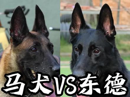 马犬VS东德你会选?#养狗经验分享 #科学养宠攻略 #爱狗人士 #马犬魅力 #东德牧羊犬