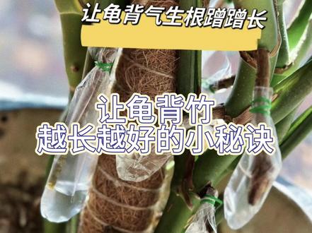 如何让气生根日常护理的同时使龟背竹也越长越好!?#龟背竹 #提升装修高级感的绿植推荐 #绿植花卉 #植物 #客厅植物推荐