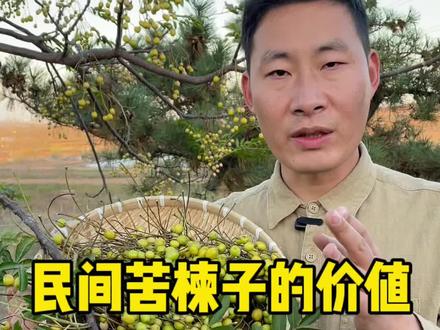 民间常见的苦楝子也有这很多的用途和价值。#苦楝子 #苦楝树 #你的家乡有这种植物吗
