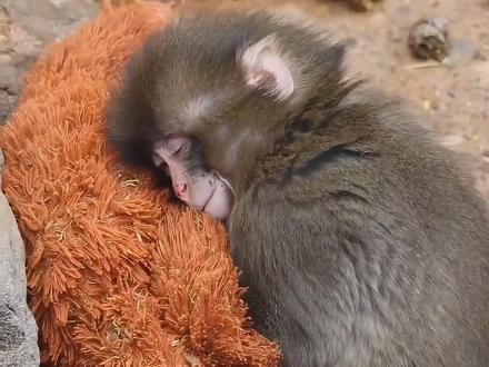 勇敢的生活 「关注我,分享TA们快乐」
最近日本千叶县市川市动物园里,一只小猴子「Panchi君」让很多人心里一紧。
他出生后被母亲弃养,由饲育员人工抚养长大。后来园方把他送回猴群,希望他学会像其他猴子一样生活,可他一直很难融入——不是不想,而是他不知道该怎么当一只猴子。
为了缓解他的不安,饲育员给了他一个猴子玩偶。因为灵长类天生需要依附母亲建立安全感,「Panchi君」把玩偶当成了妈妈,走到哪里都抱着。他在努力让自己安心。
心理学里有个很经典的结论:
对幼年灵长类来说,安全感甚至比食物更重要。
没有经历母亲陪伴长大的阶段,他缺少学习社交、理解同类信号的机会,所以回到猴群时才会显得格格不入。
这两天有拍到,他已经开始尝试靠近其他猴子、出现互动了。
也许他终于慢慢在学习“被接纳”。
我们会为他难过,大概是因为那一刻很清楚——
他抱着的不是玩偶,是一种替代的依附。
希望有一天,他可以不用再抱着“妈妈”,
而是能安心地待在同伴身边。
#动物 #人与动物 #动物世界 #感人 #治愈