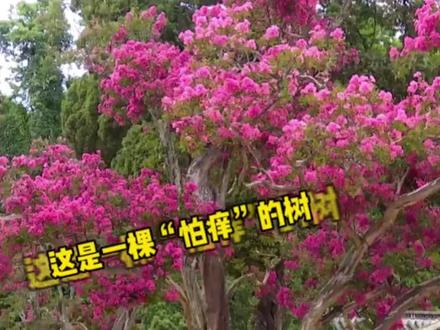 昆明200多岁的“痒痒树”开花啦~花期持续一个多月,快来看!