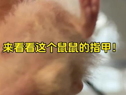 鼠鼠指甲长到快断了救命… #萌宠 #金丝熊怎么养 #新手养鼠指南 #小奶猫 #金丝熊日常