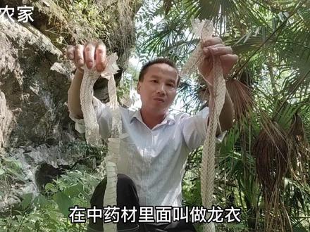 这样东西吓得我差点喘不过气来,仔细一看原来是非常难得的好药材,你们知道它的作用吗#农村生活 #蛇皮 #龙衣 #中药材 #知识分享