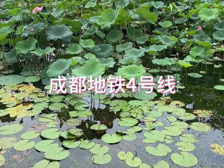 成都地铁4号线沿线景点,有去过几个?#旅行推荐官#成都地铁4号线 #旅游攻略 #成都周边游