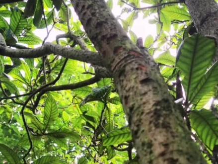 神奇的植物·龙脑樟🌿#植物 #精油#提神醒脑 #芳疗