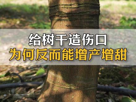 给树干环割一圈, 为何反而能增产增甜!#果树环割 #柑橘种植 #三农