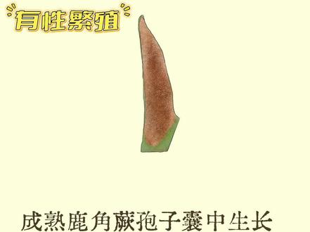 鹿角蕨-繁殖#鹿角蕨 #植物 #鹿角蕨养护