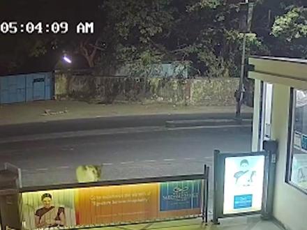 狮子半夜跑到居民区 #野生动物零距离 #神奇动物在抖音 #狮子