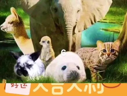 犰狳(qiu yu)崽,懒到自闭,像不像龙龟?#可爱的小崽子们