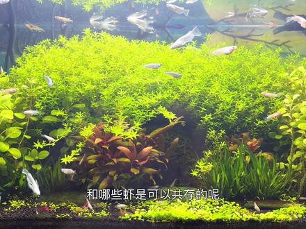 鱼虾共存 哪些鱼和哪些虾是可以一起养的呢?#鱼缸 #黑壳虾#观背青鳉