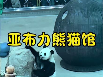 亚布力熊猫馆 亚布力熊猫馆,一直想去玩的地方,趁十一放假带孩子去看大熊猫,坐上午10:31哈尔滨站到亚布力西这趟车去的,下午坐5:41亚布力西到哈尔滨西这趟车回来的,车很快,一个多小时就能到,亚布力西有到熊猫馆的大巴,5元一位,二十多分钟能到,沿途风景很好,熊猫馆里有两只大熊猫,它们有固定的喂食和室外活动时间,可以在喂食的时候看室内的一只,到室外看另外一只在户外活动的熊猫,它们睡觉的时候可以在园里看其它动物,下午有些和小动物互动的活动,可以给它们喂食,还有一只穿花裙子的几个月大小猴子,特别可爱,虽然秋意渐浓,但是中午阳光还是很和煦的,根据天气增减衣物,由于亚布力西站正在建设新的火车站,所以,我们等车的临时候车室比较小,带孩子的可以自己带个便捷小凳子,又是累并快乐的一天!#亚布力熊猫馆#亚布力熊猫馆一日游 #哈尔滨到亚布力熊猫馆游玩攻略#十一假期 #亲子游玩好去处