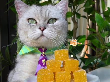 猫王:没有任何科技与狠活的橘子软糖,在家就能做!#会做饭的猫 #橘子软糖 #橘子