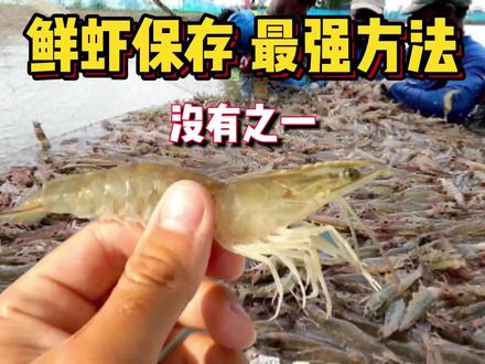 鲜虾保存 最强方法 没有之一,只是有太多人不知道,这样保存鲜虾活虾三年如初!#海鲜 #保鲜 #海虾 #超低温 #鲜虾保存 #海钓