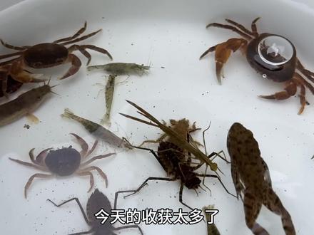 认识螃蟹、泥鳅 #螃蟹 #泥鳅