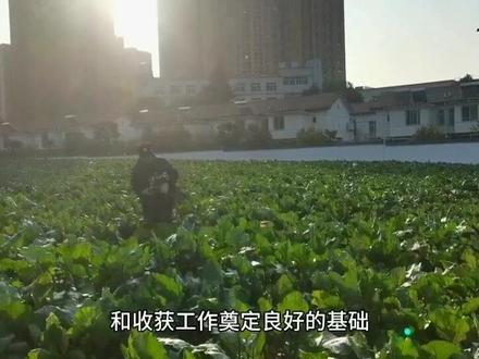 如何种植洪山菜薹?#洪山菜苔 #抖音助农 #三农 #种菜