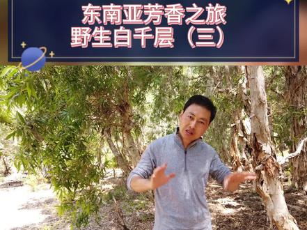 #跟院长学精油 白千层#精油里有什么重要成分?