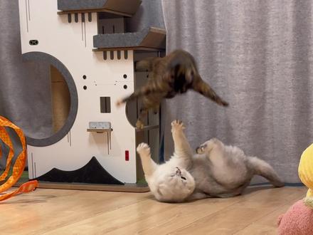 你喜欢淡猫还是浓猫🤔 #戏精猫 #谁家小猫长得这么别致