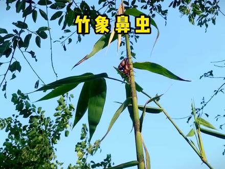 竹象鼻虫#奇妙的动物