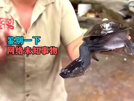 拥有长长的脖子“蛇里蛇气”的龟,“缩头乌龟”这个词用来形容它们有点不恰当了吧?#蛇颈龟 #龟 #扎带 #扎带的妙用 #涨知识