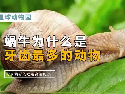 蜗牛为什么是牙齿最多的动物?它的牙齿有什么妙用? #动物世界