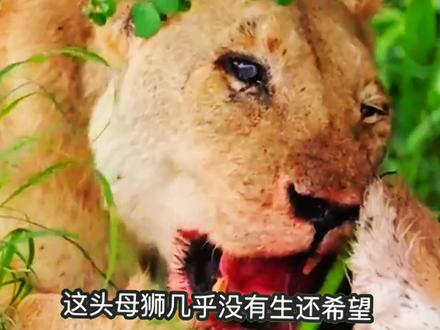 重伤母狮深陷绝境 救援队千里紧急救助 孤独母狮不幸身受重伤 独自被困在荒野之中
虚弱到无法站立随时面临危险
救援人员不顾艰险火速赶往现场
小心翼翼展开暖心救助
全程揪心又治愈 看完让人心生感动
珍惜每一个鲜活的生命 愿世间生灵都能被温柔善待#动物世界 #野生动物解说 #母狮