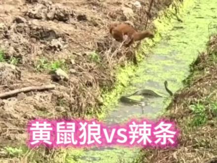 黄鼠狼觅食偶遇辣条🐍,全过程视频,精彩不容错过#黄鼠狼 #蛇 #捕食瞬间 #辣条 #大开眼界 #动物世界生存法则