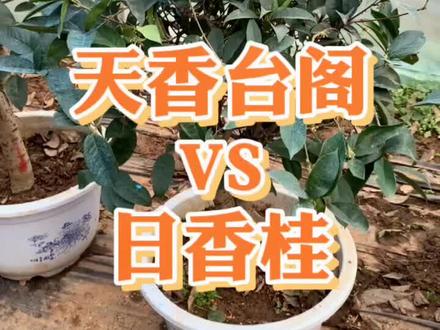 四季桂系列的日香桂和天香台阁。喜欢的花友们关注我哦!#桂花 #别墅庭院植物 #盆景