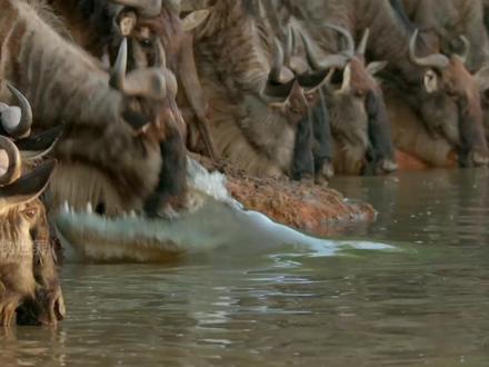 1年才能吃上一顿食物的尼罗鳄,等待猎物的耐心实在惊人 #动物 #野生动物 #角马 #鳄鱼 #尼罗鳄