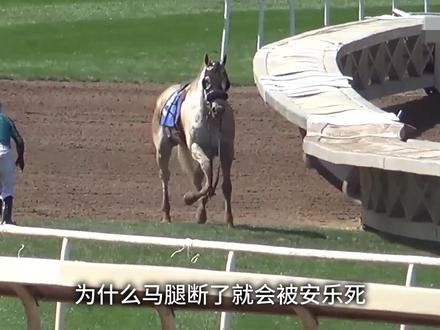为什么马腿断了就必须死? #科普 #涨知识