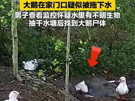 大鹅去哪里了后续视频