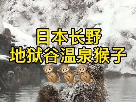 #日本生活 答应大家的长野地狱谷~温泉猴子~🐒我们来啦❤️结尾有彩蛋❤️@抖音小助手 @DOU+小助手